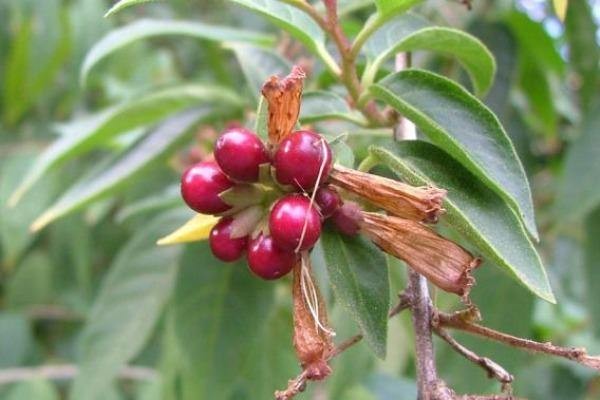 Cestrum elegans | Bastard Jasmine | Red Cestrum | 10 Seeds gallery