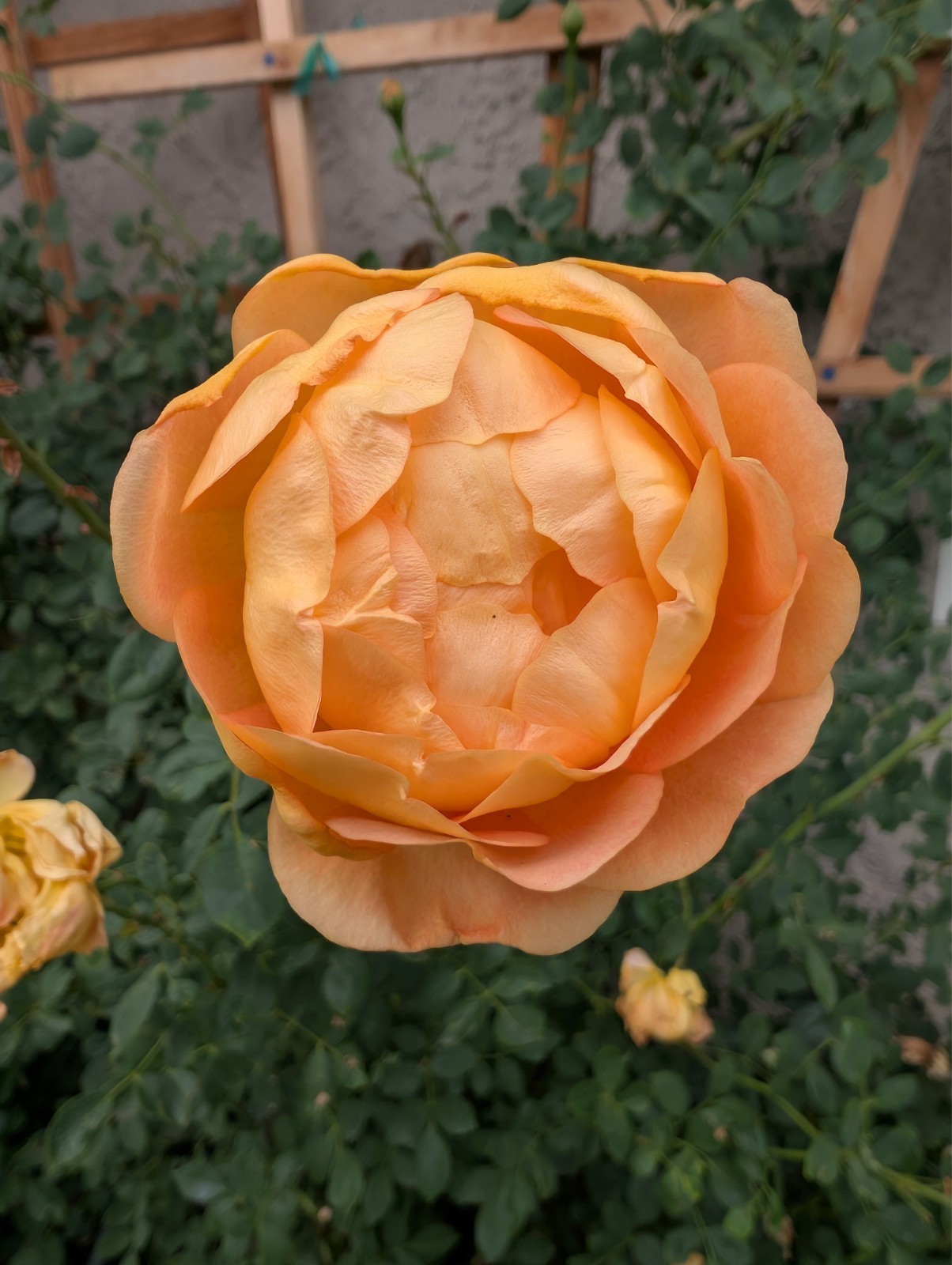 AUSnyson rose ( English rose) gallery