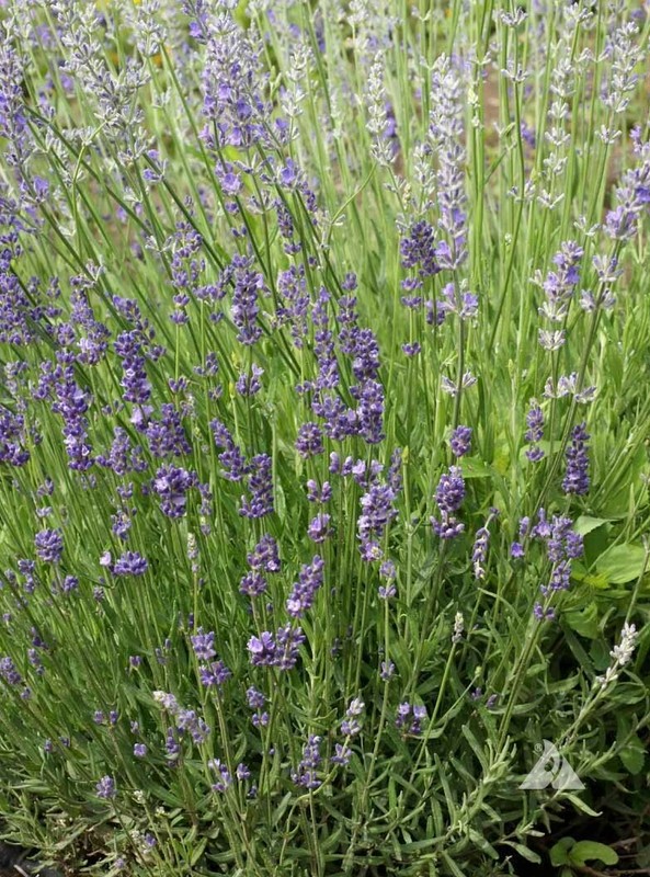 LAVENDER LANDSCAPER'S PACK BULK Vera Perennial Medicinal Non-GMO 2000 Seeds! gallery