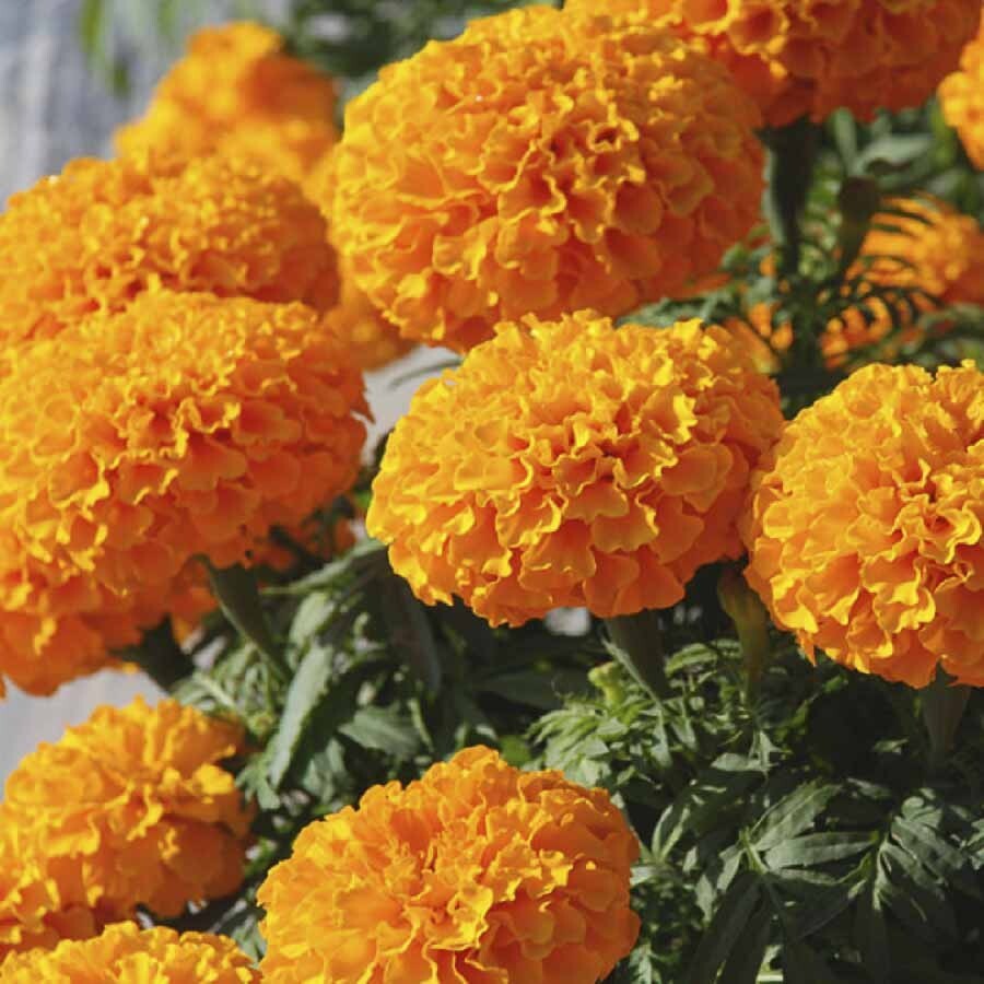 200 ORANGE CRACKERJACK MARIGOLD SEEDS ORGANIC NON GMO TALL PLANT BIG FLOWER gallery