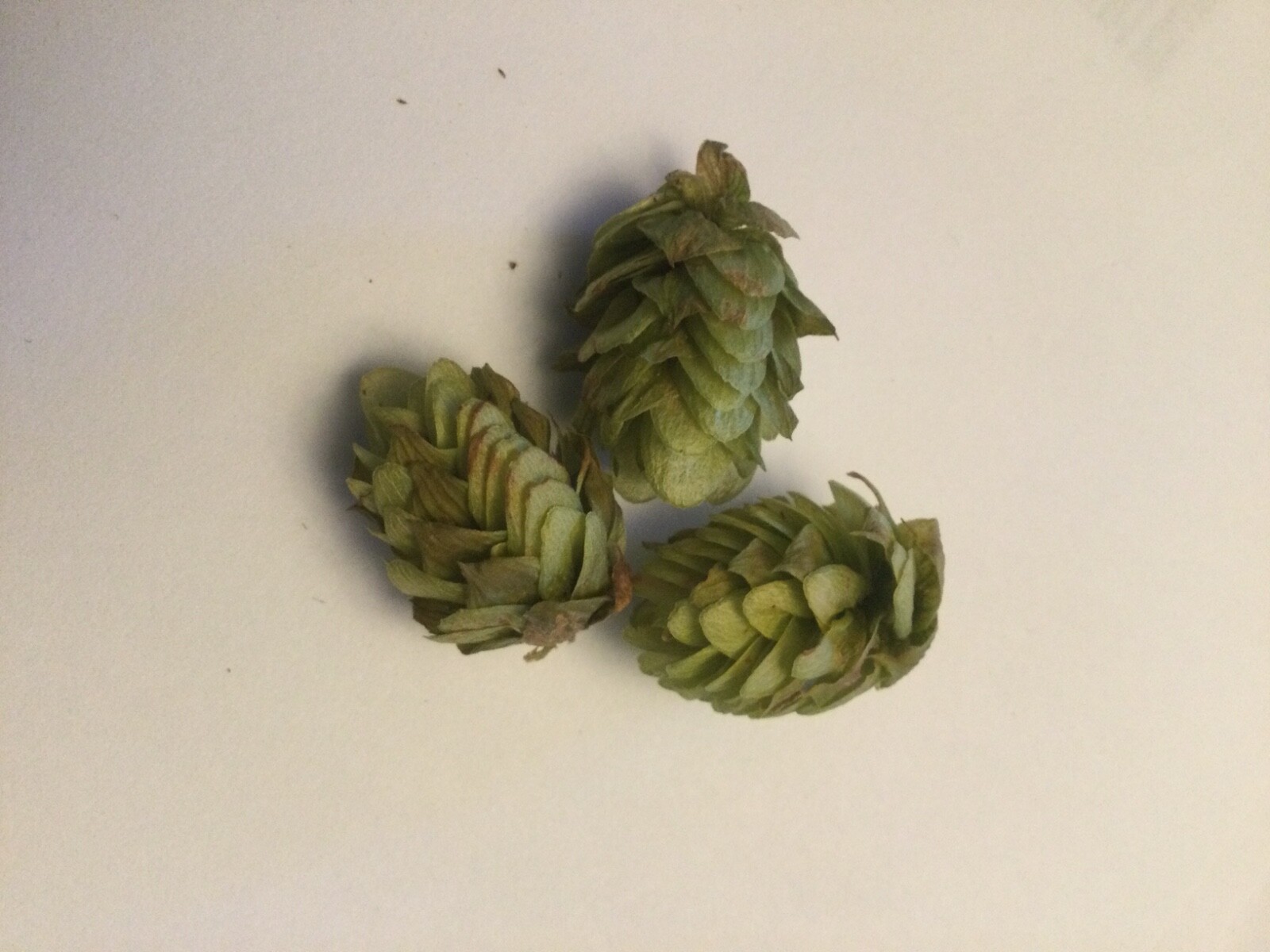 Whole Cascade Hops Flower Tea ~ Relaxing Calming Herbal Remedy ~ Non GMO ~ 1 Oz. gallery