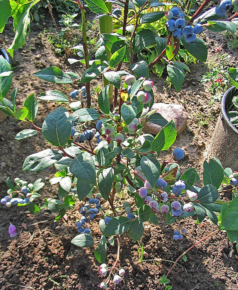 1-2000 PCS New Jersey Blueberry Tree Seeds Southern Black Highbush Fruit 0158 gallery
