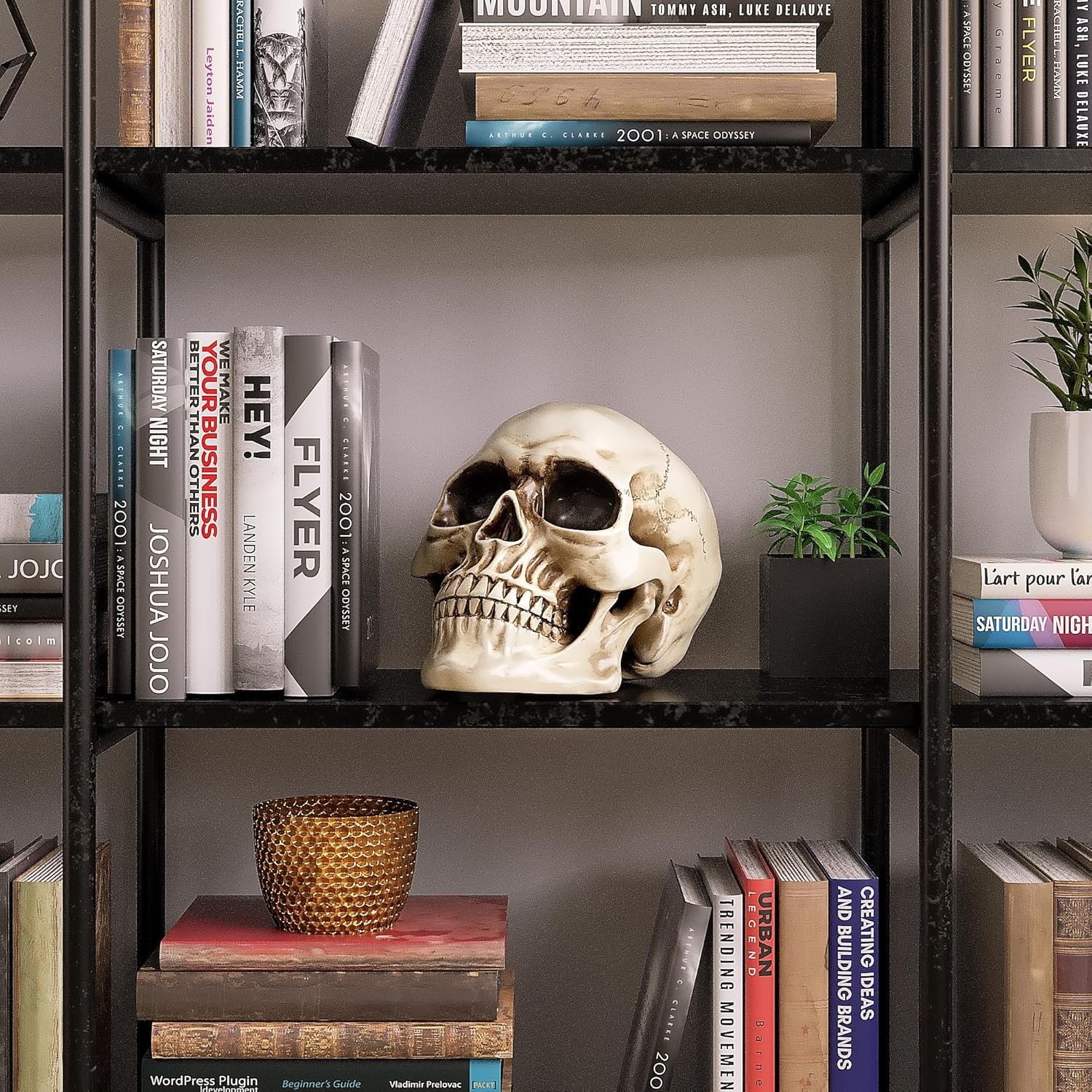 READAEER Life Size Resin Skull, Large Size Adult Skull Head Model for Home Decor gallery
