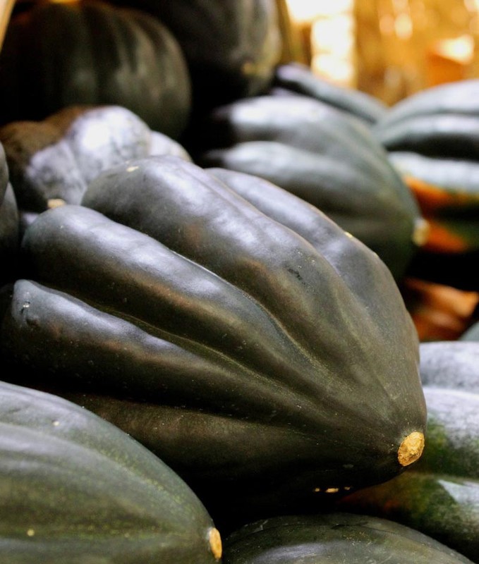 Table Queen Acorn Winter Squash Seeds, NON-GMO, Variety Sizes, FREE SHIPPING gallery
