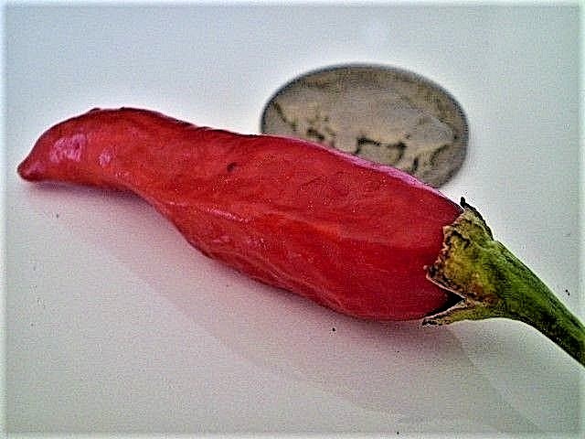 Vietnamese Tear Jerker hot chili pepper seeds non-gmo heirloom SRIRACHA SAUCE! gallery