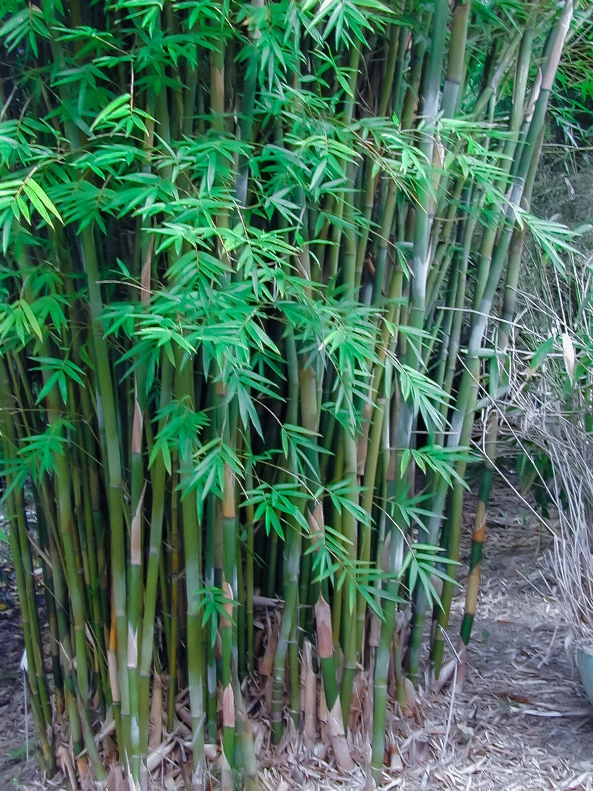Golden Fishpole Bamboo Live Rhizome Bare Root Plant Not Seed Spreads Quickly gallery