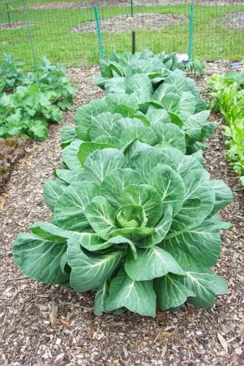 250 VATES COLLARDS Collard Greens Brassica Oleracea Acephala Vegetable Seeds gallery