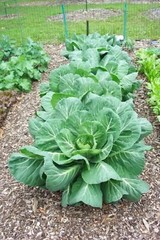 250 VATES COLLARDS Collard Greens Brassica Oleracea Acephala Vegetable Seeds