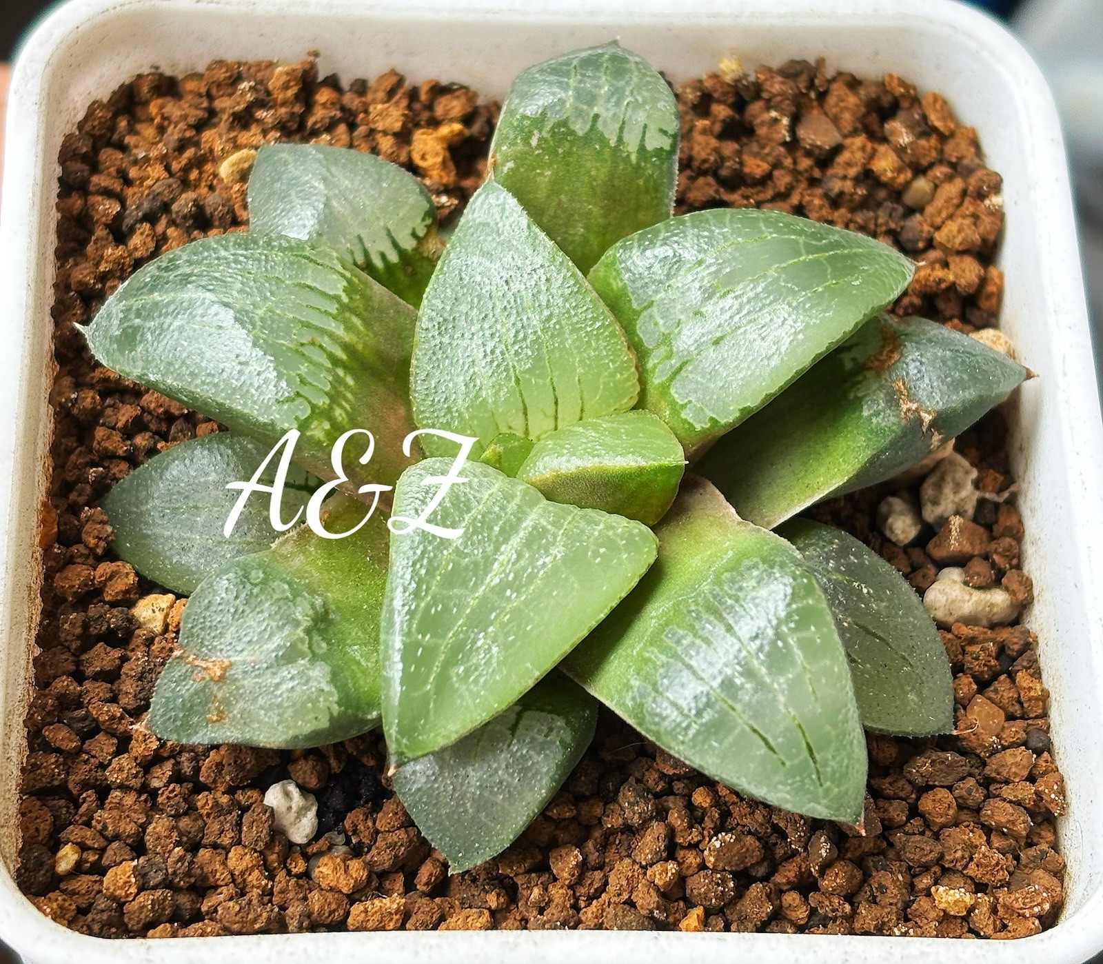 Succulent :Haworthia Bayeri * Comptoniana 4 Years Old Seedling With Cloud gallery