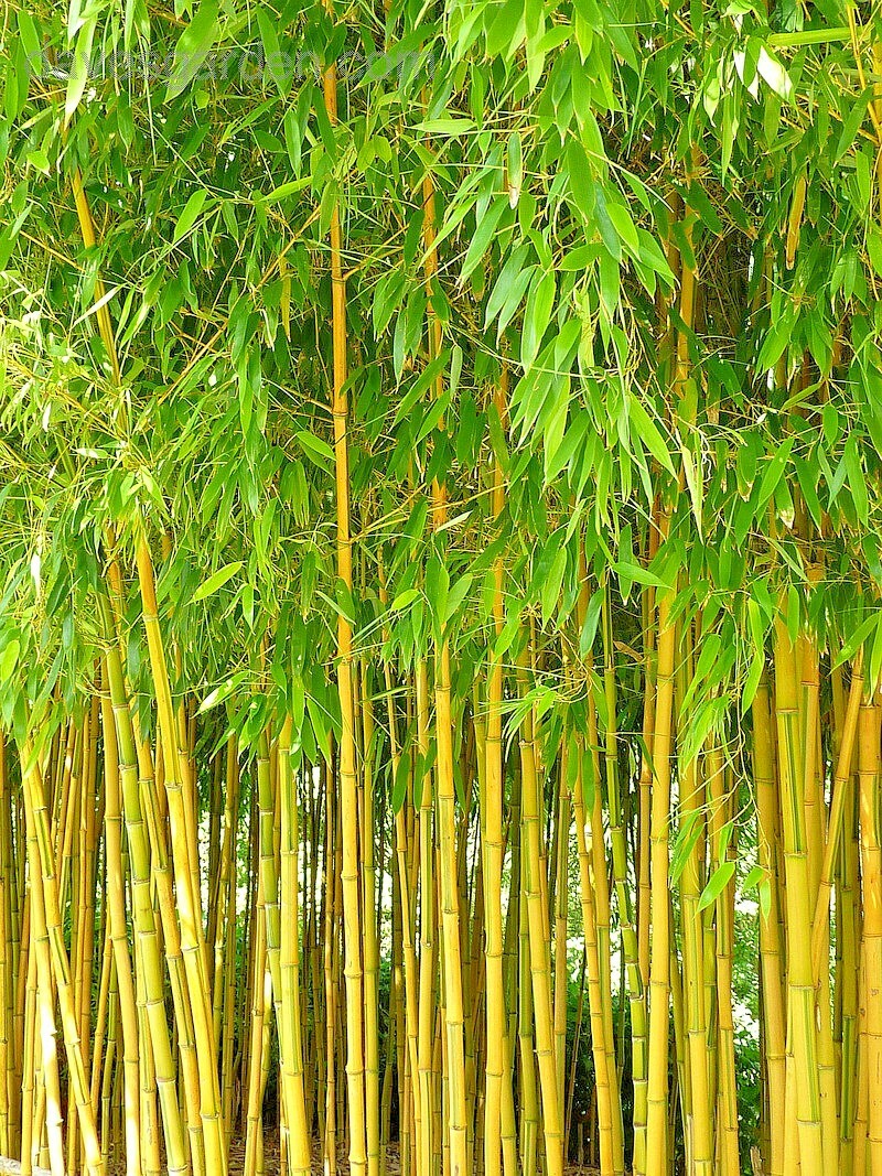 10 SPECTABILIS BAMBOO SEEDS - Phyllostachys Aureosulcata 'Spectabilis' gallery