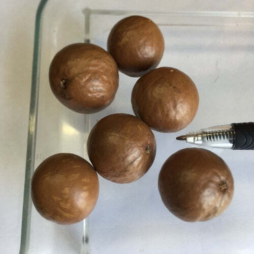 Macadamia integrifolia | Queensland Nut | 10 Seeds gallery