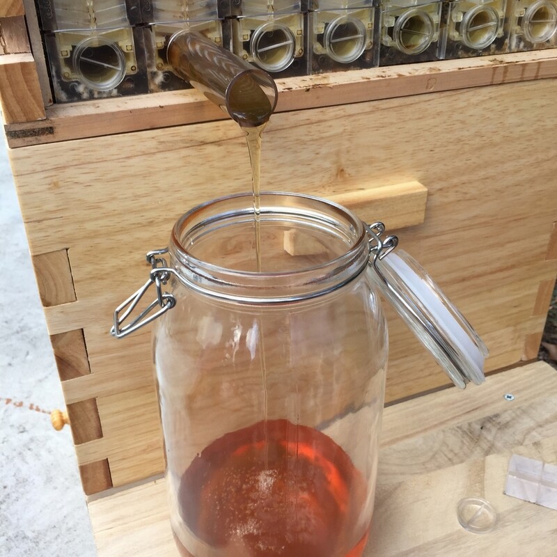 Auto Seep Bee Hives Boxes Langstroth Bee Hive HOUSE + 7x Bee Beekeeping Frames gallery