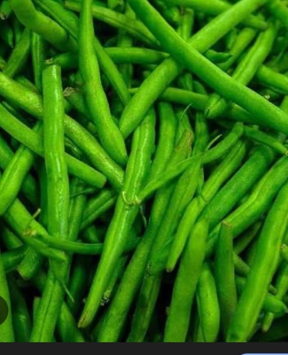 BEAN, PROVIDER BUSH, HEIRLOOM, 50+ SEEDS, NON GMO, GREEN BEANS gallery