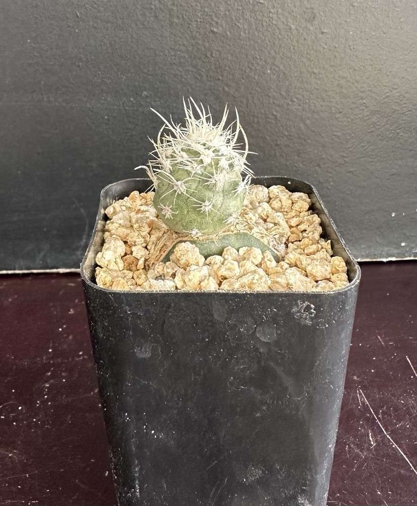 Sclerocactus Pubispinus SB1013 Rare Cactus Plant Grafted