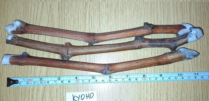 GRAPE "KYOHO" 3 grape vines cuttings gallery