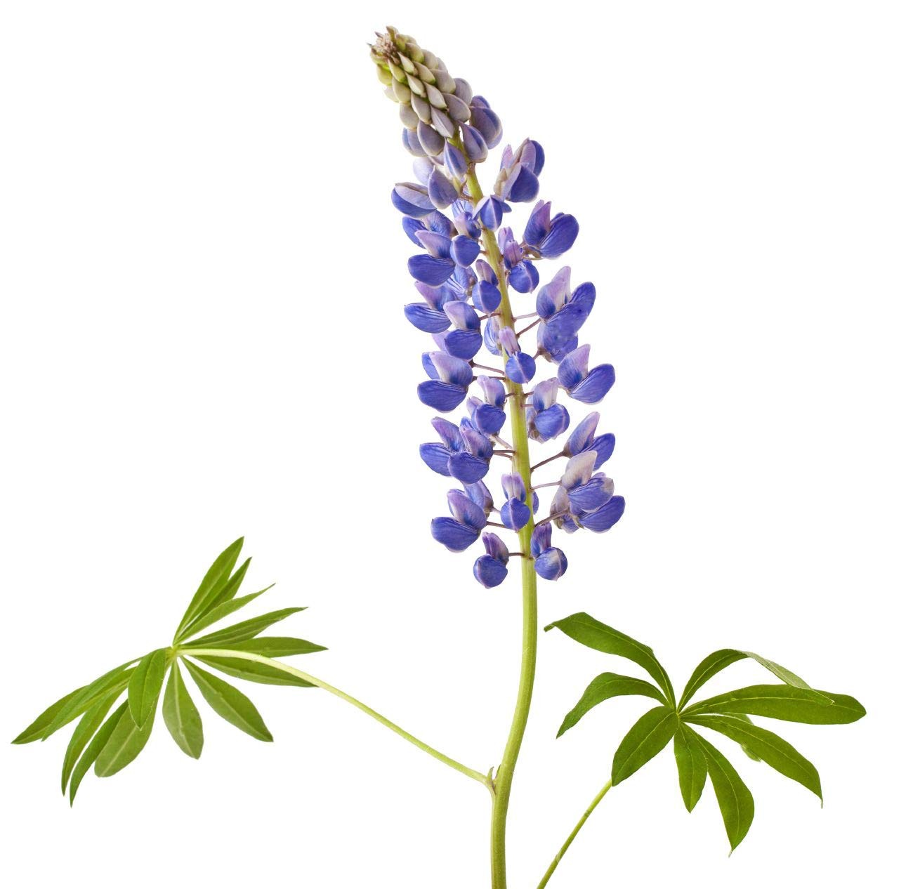 Texas & Oklahoma Wildflower Seeds Mix - Native Annuals, Perennials and Texas ... gallery