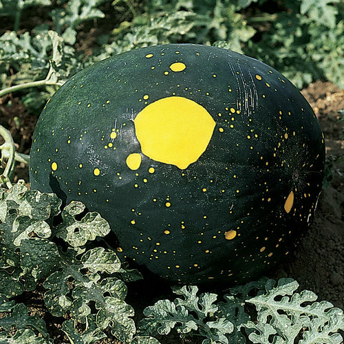 Moon & Stars Watermelon Seeds (Red) | Heirloom / Non-GMO | Free Shipping | 1042 gallery