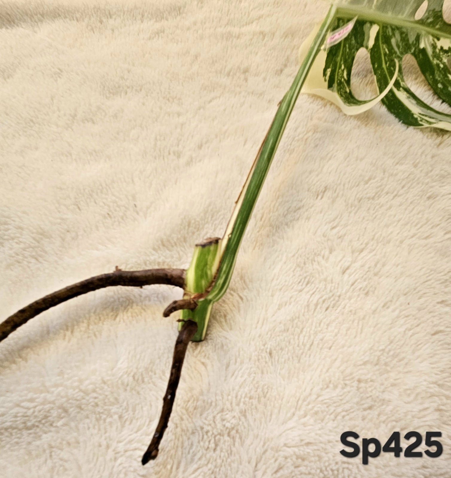 Highly Variegated Monstera Albo Splash Cutting gallery