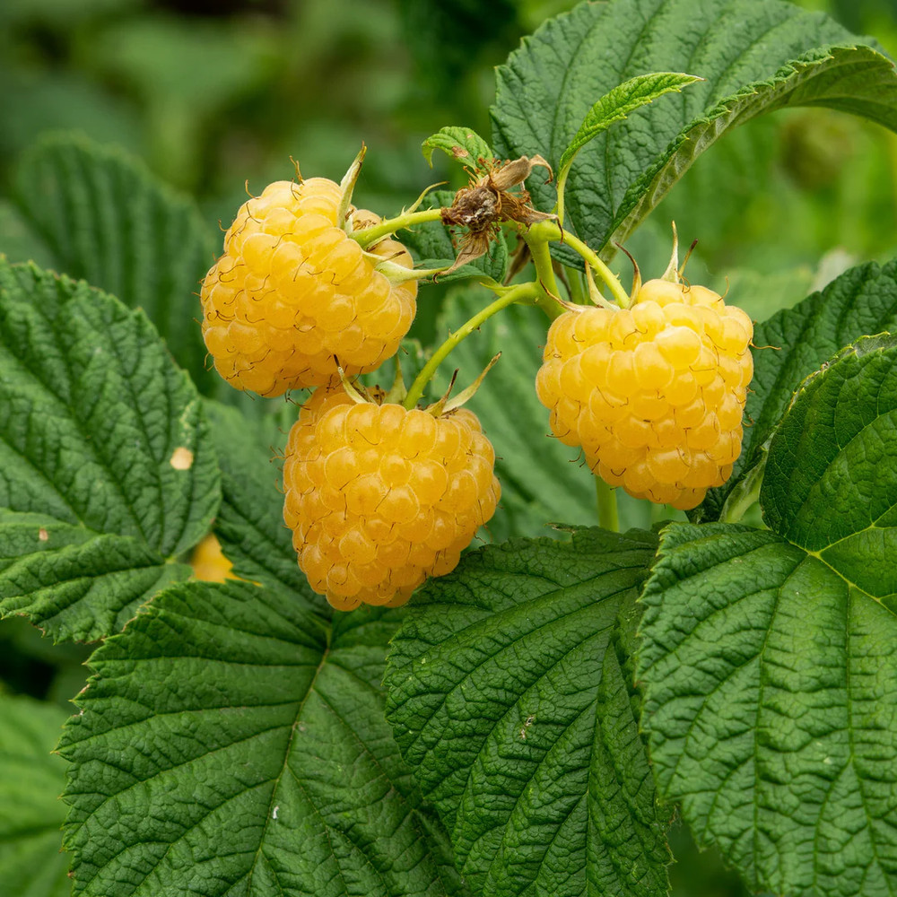 1 Fall Gold Raspberry Plant - Rubus idaeus - Starter Plug