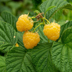1 Fall Gold Raspberry Plant – Rubus idaeus – Starter Plug