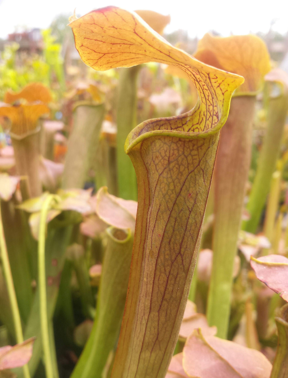 CARNIVOROUS PITCHER PLANT: S. rubra ssp. rubra gallery
