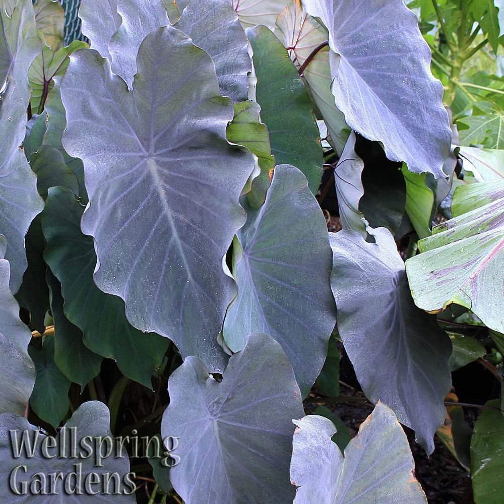 Black Ruffles Elephant Ear - Colocasia esculenta - Live Plant gallery