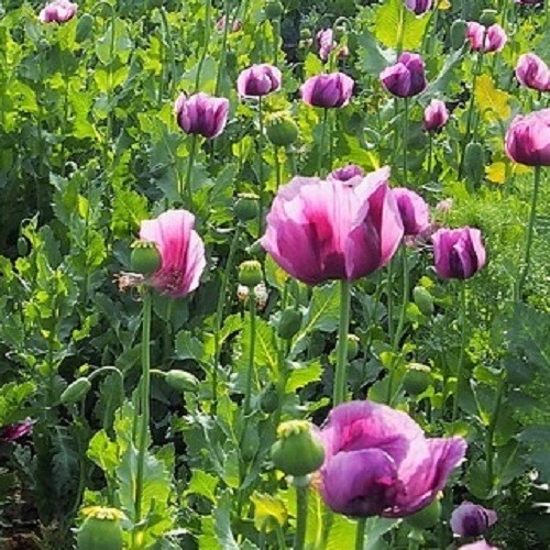 10,000+ Untreated Import Hungarian Papavaer Somniferum Poppy Seeds For Planting gallery