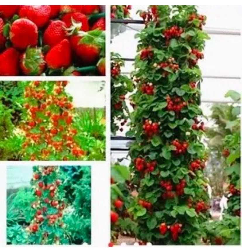 100++ White Wild Strawberry Seeds - White Soul (Fragaria Vesca White Soul) USA gallery