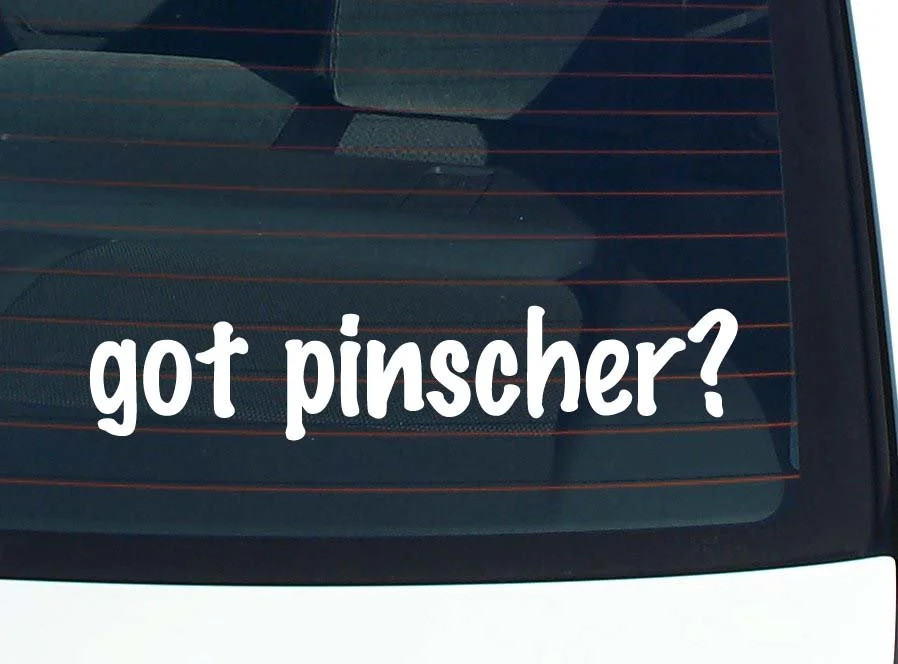 got pinscher? CAR DECAL BUMPER STICKER VINYL FUNNY JOKE WINDOW gallery