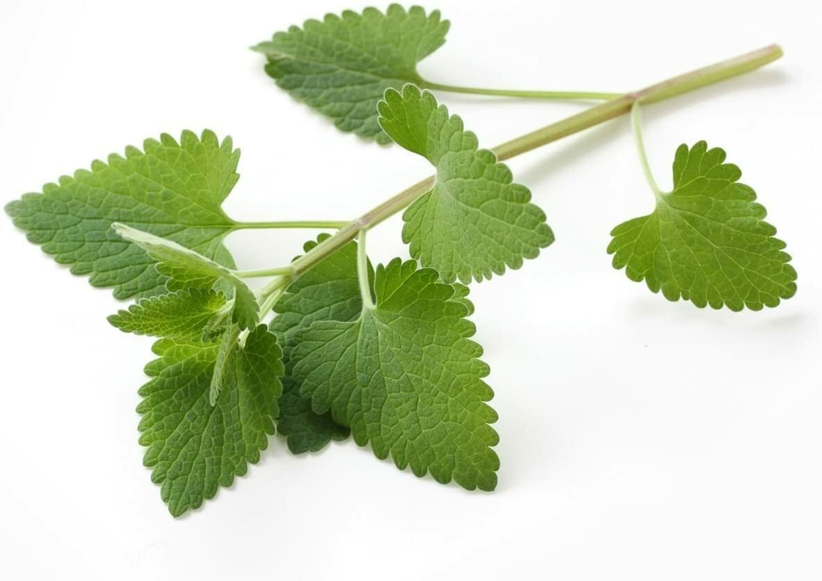 Catnip - 4 oz - Nepeta cataria Loose Leaf/Buds from 100% Nature, US Seller gallery