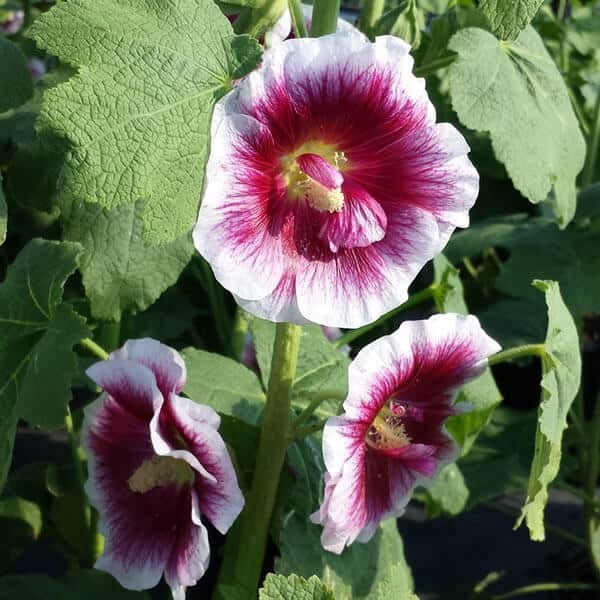 Alcea rosea Creme do Cassis gallery