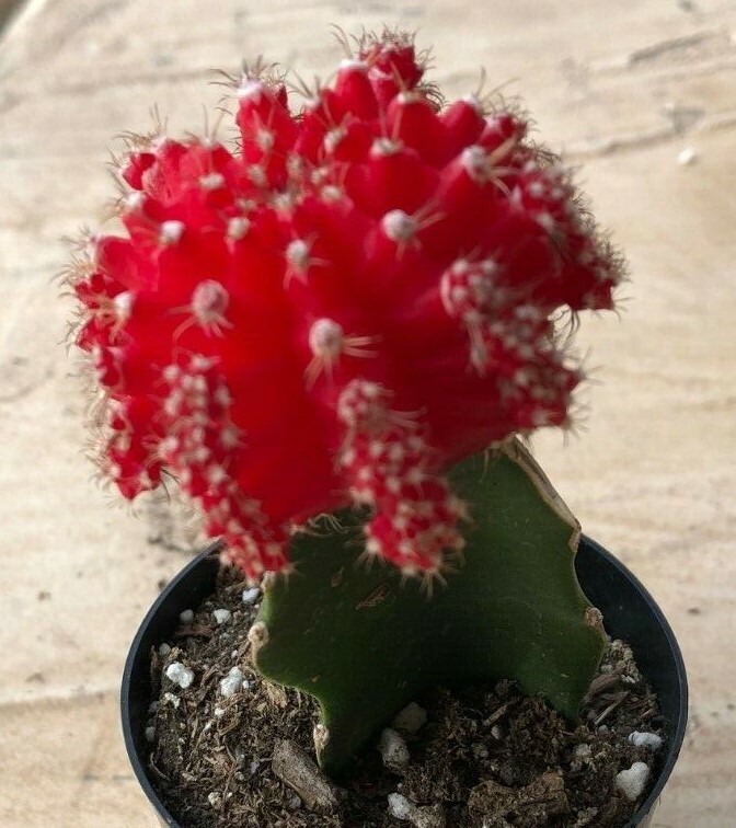 Gyncocaleum Mihanovichii Friedrichii 'Moon Cactus' 'Red', Comes in a 2.5" Pot gallery