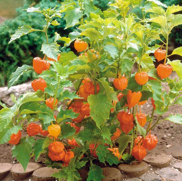Cape Gooseberry Live Plants - 2-5" Tall - in 4" Pot - Edible Fruit Plant gallery