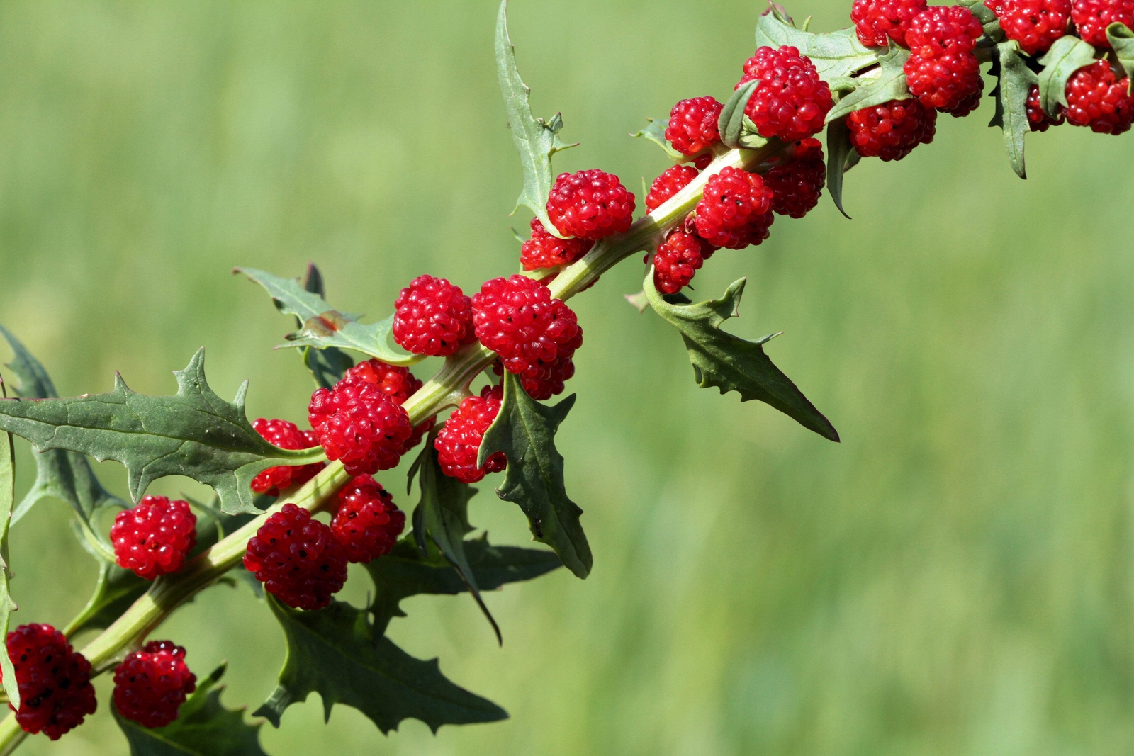 100 STRAWBERRY STICKS / SPINACH Chenopodium Foliosum Fruit Berry Seeds *Comb S/H gallery