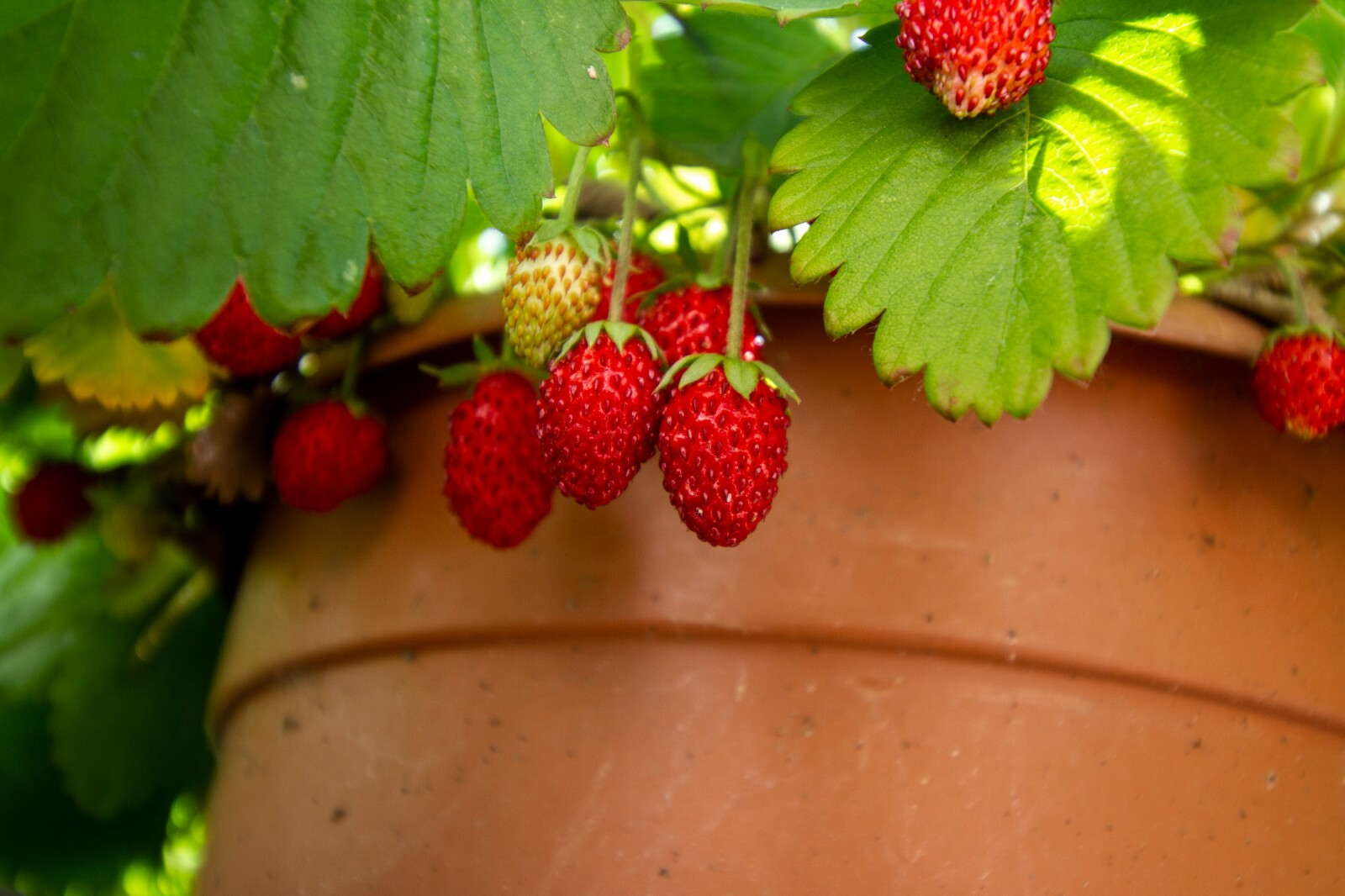 Alpine Strawberry Fragaria Vesca fast growing 100+ seeds Free Shipping! gallery