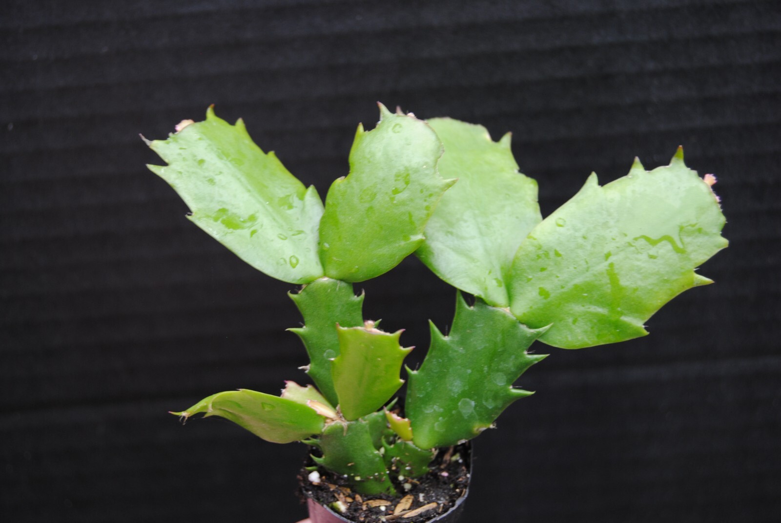 Christmas Cactus/Thanksgiving Cactus STARTER Plant~Schlumbergera Truncata~Set #2 gallery