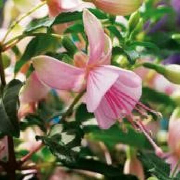 Fuchsia Live Plant, Well-Rooted Plug, Healthy Starter Plants For SALE gallery