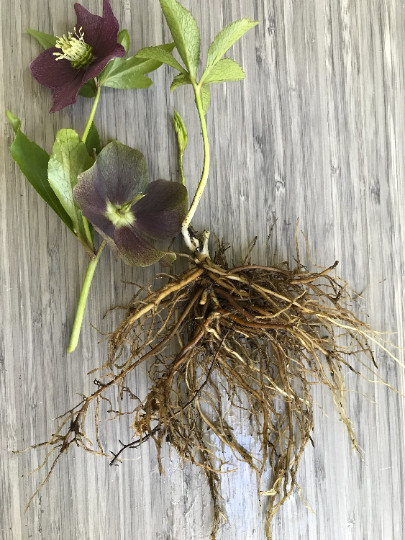 Hellebores Lenten Rose Ruby Red ONE (1) Bareroot Healthy Well Rooted Plant gallery