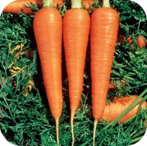 Carrot Danvers 126 Heirloom Vegetable By Seed Kingdom 4,000 Seeds gallery