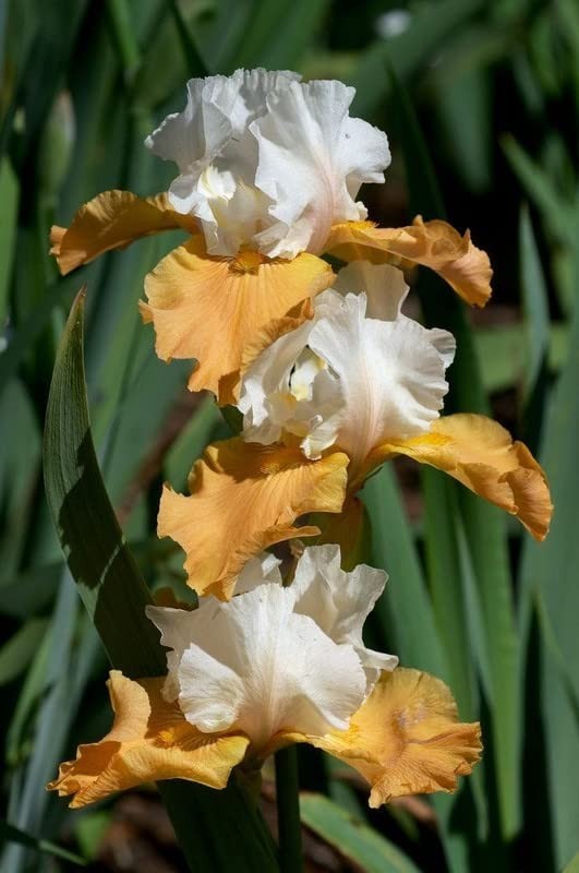 Imported Veriety Bearded Iris Flower Bulbs For planting Pack of 6 flower bulbs gallery