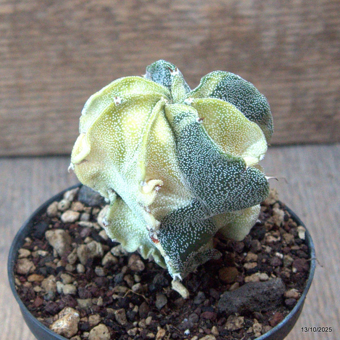 D6941 ASTROPHYTUM MYRIOSTIGMA VARIEGATED pot10-H8-W6,5 cm MaMa Cactus gallery