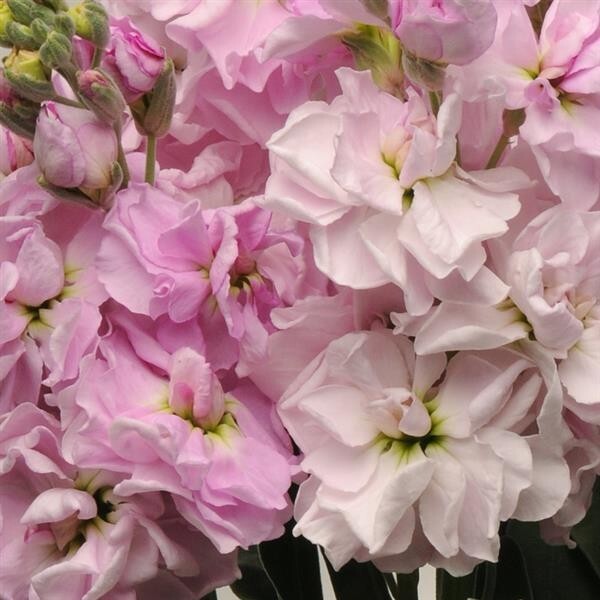 35 Cherry Blossom Stock seeds gallery