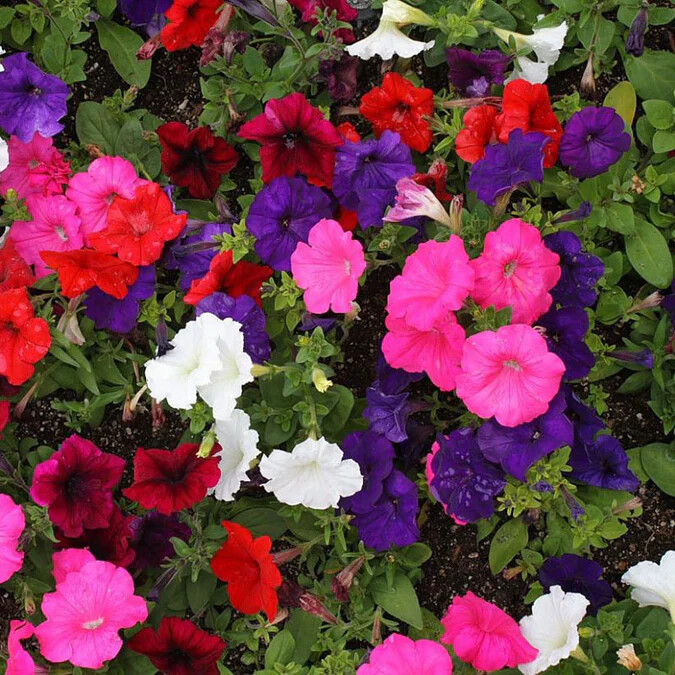 Dwarf Petunia Mix Seeds, Multicolor Mix, Compact, Variety Sizes Sold, FREE SHIP gallery
