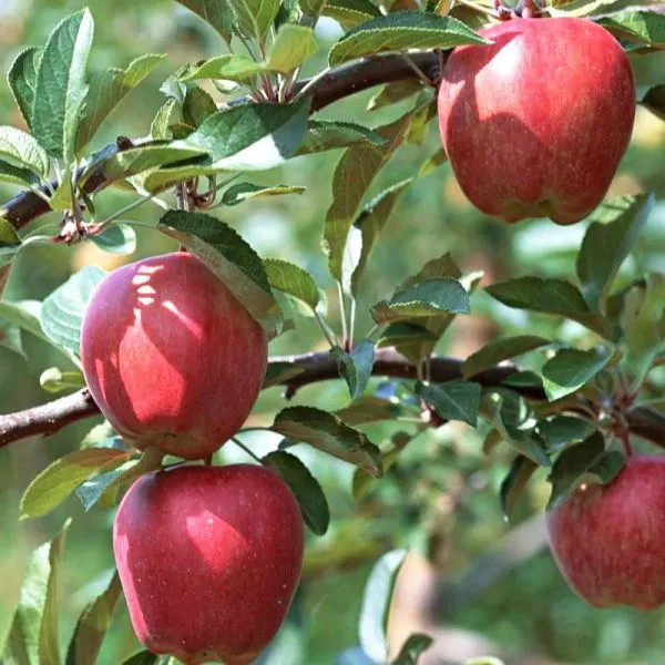 Galla Apple Grafted Fruit Tree In Quart Pot gallery
