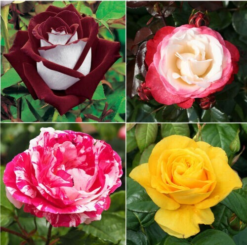 100pcs/Pack Multi-Color Rose Seeds, Double Petal Rose gallery