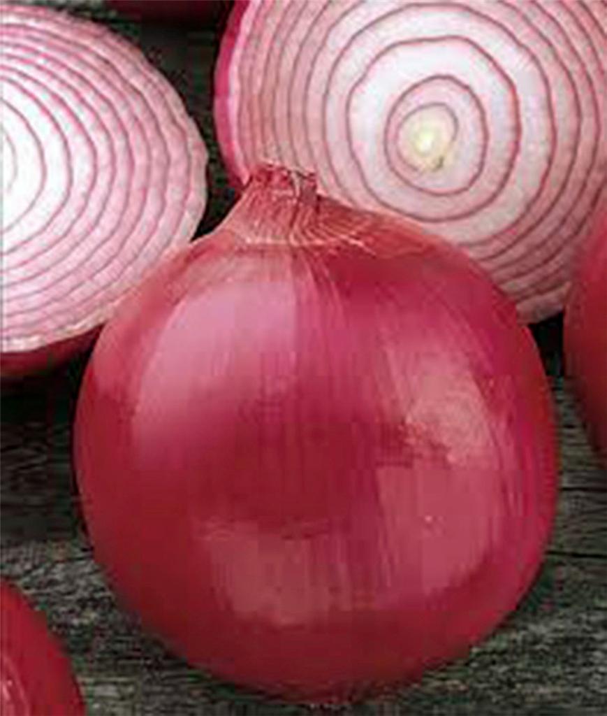 Onion Seed, Short Day, Burgandy Red Onion , Heirloom, NONGMO, 100 Seeds gallery