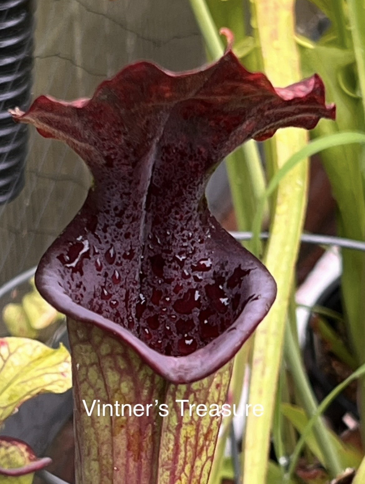 Sarracenia Vintner’s Treasure gallery