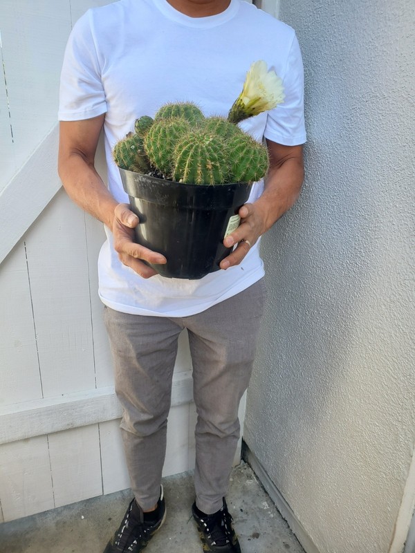 Torch Cactus gallery