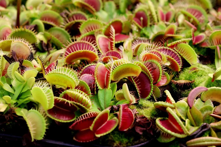 3 Large Venus Fly Trap Bundle Deal – Live Carnivorous Plants Collection 3" Pots gallery