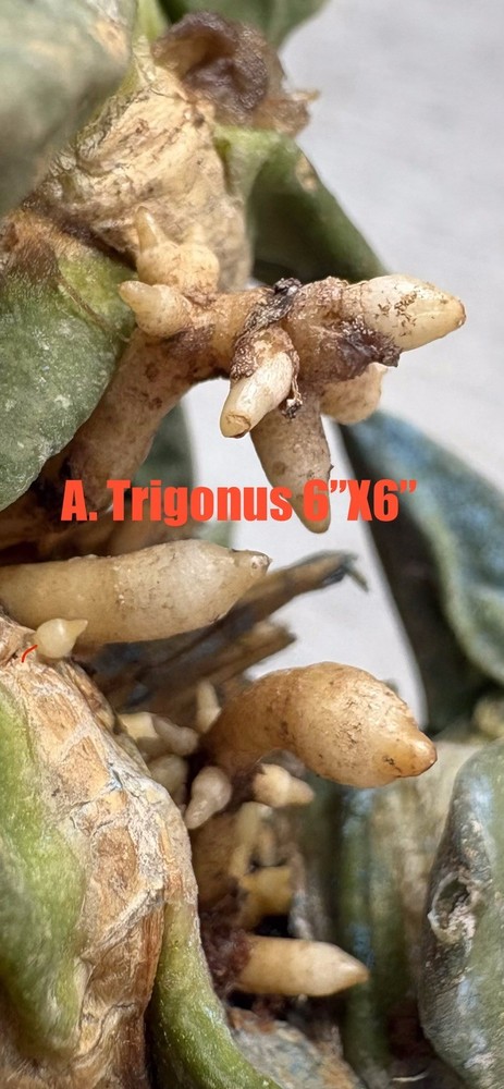 A. Trigonus